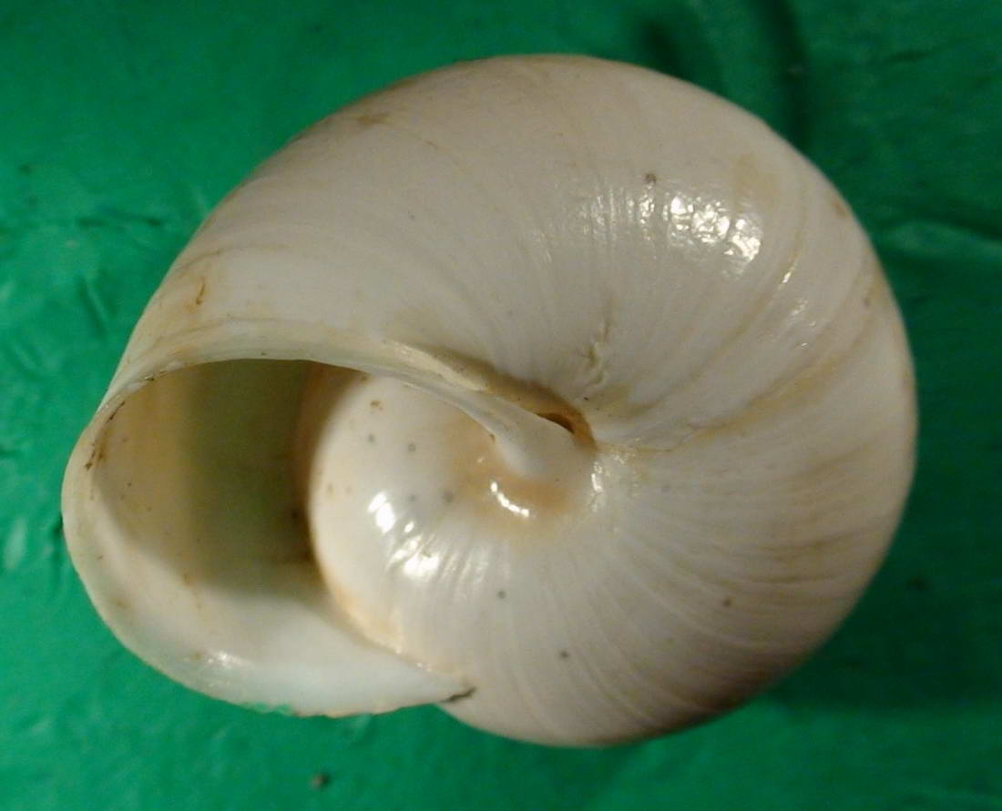 Marmorana (Ambigua) signata (Frussac, 1821)